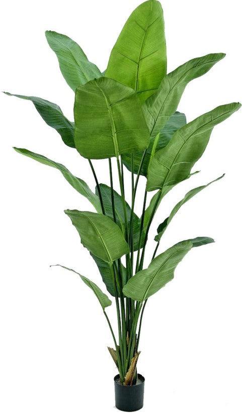 Strelitzia nicolai (witte paradijsvogelbloem) 'de luxe' in pot 190 cm hoog