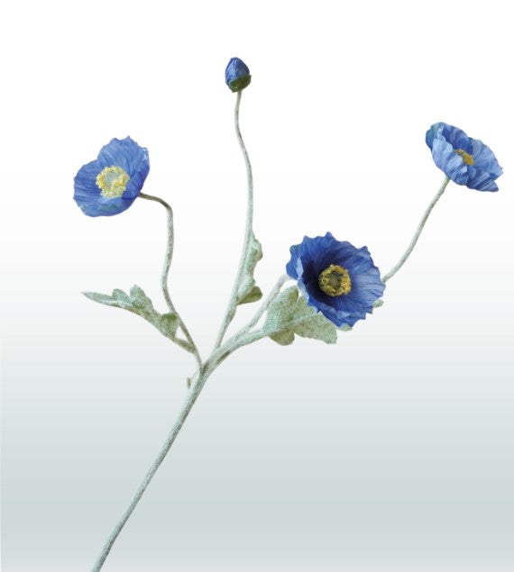 Klaprozen