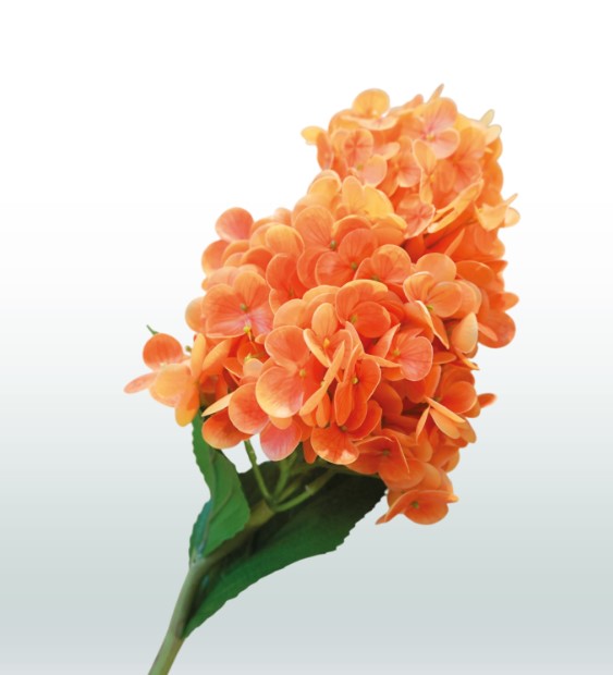 Zijden Hortensia