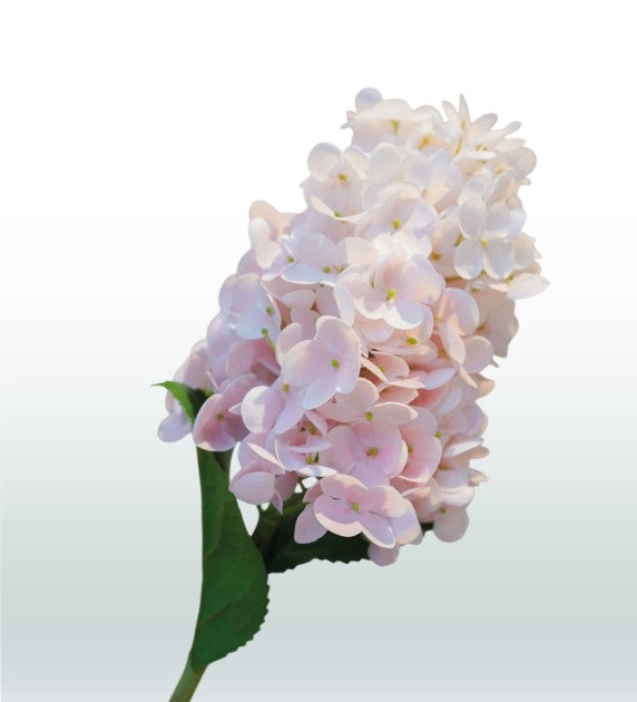 Zijden Hortensia