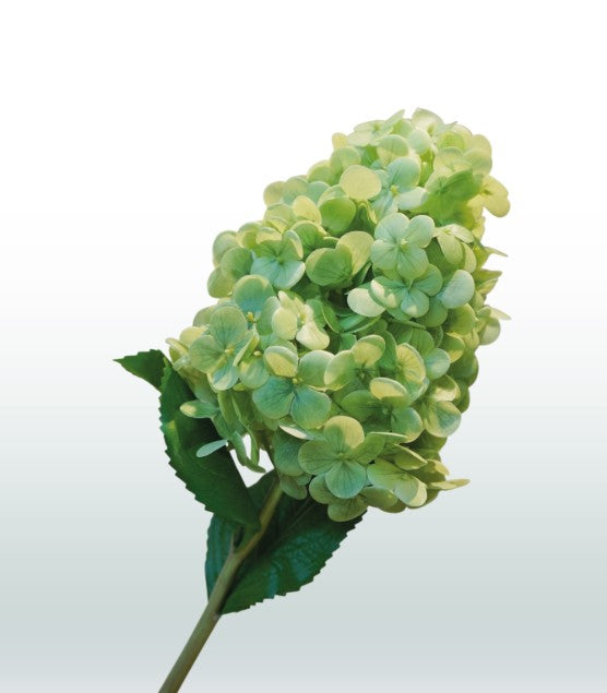 Zijden Hortensia