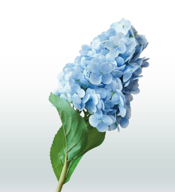 Zijden Hortensia