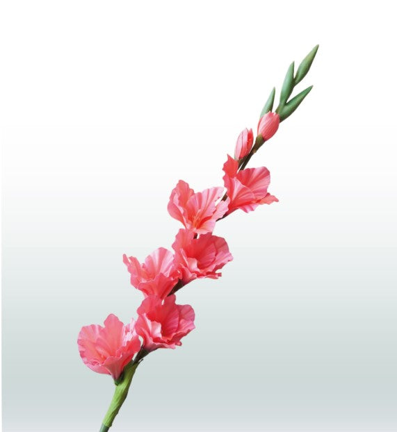 Gladiool 82cm