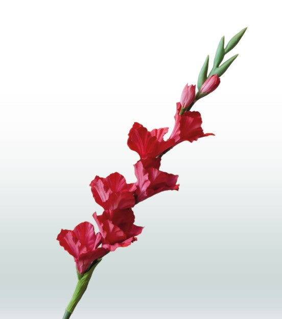 Gladiool 82cm
