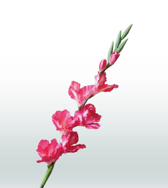 Gladiool 82cm
