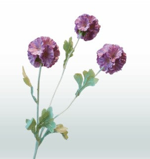 Scabiosa 68 cm 3 bloemen per steel