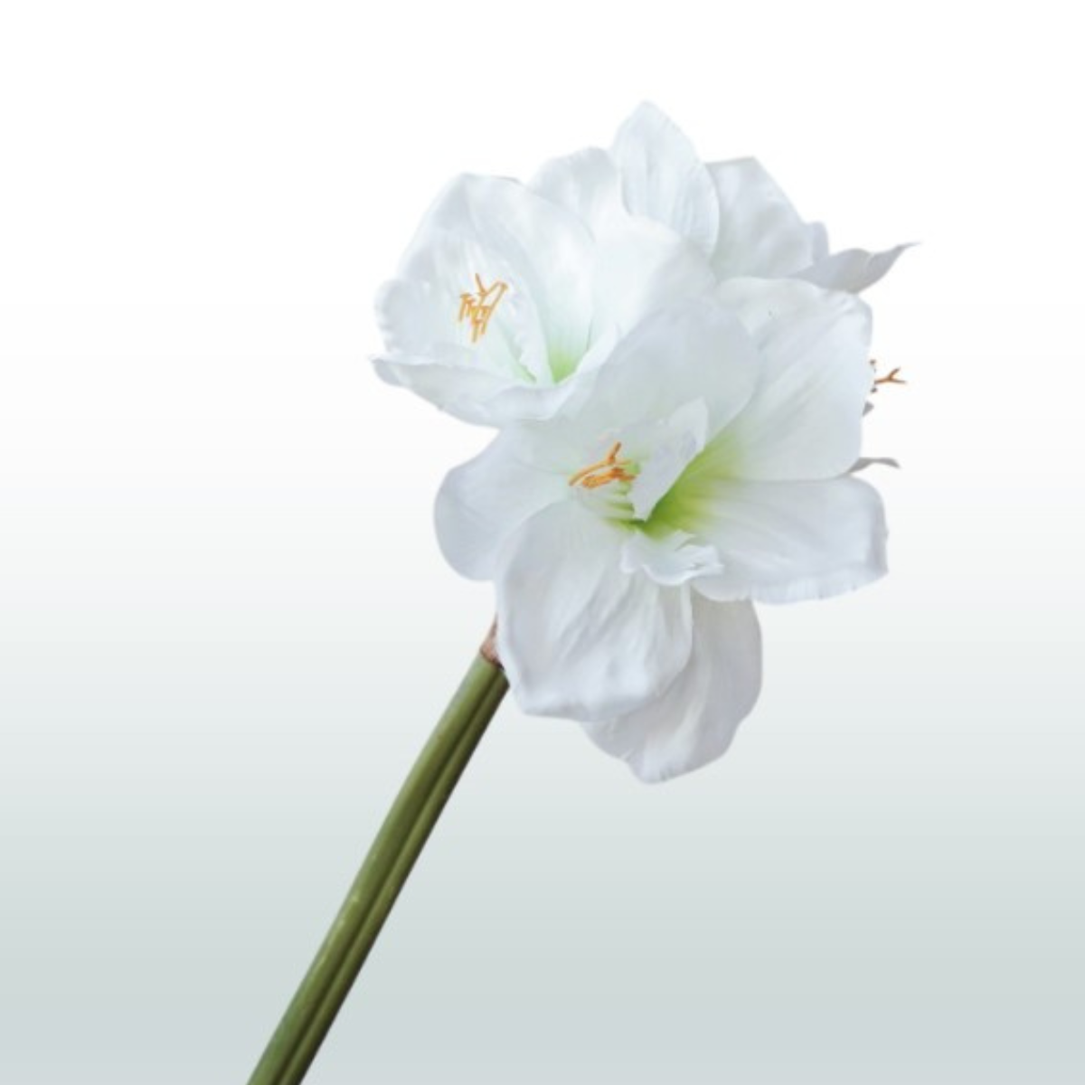 Amaryllis 67cm