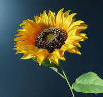 Zonnebloem met vaas