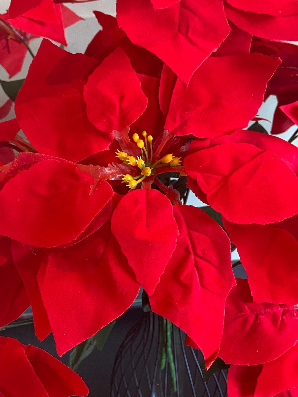 kerstster