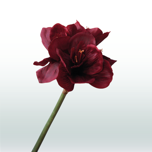 Amaryllis 67cm