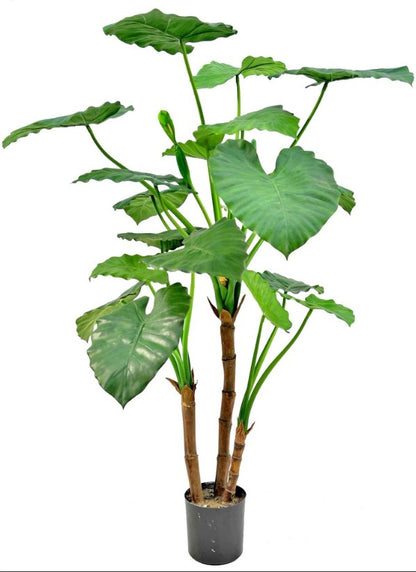 Alocasia calidora (Olifantsoor), met 14 blad, H. 120 cm, Ø 70 cm, in pot