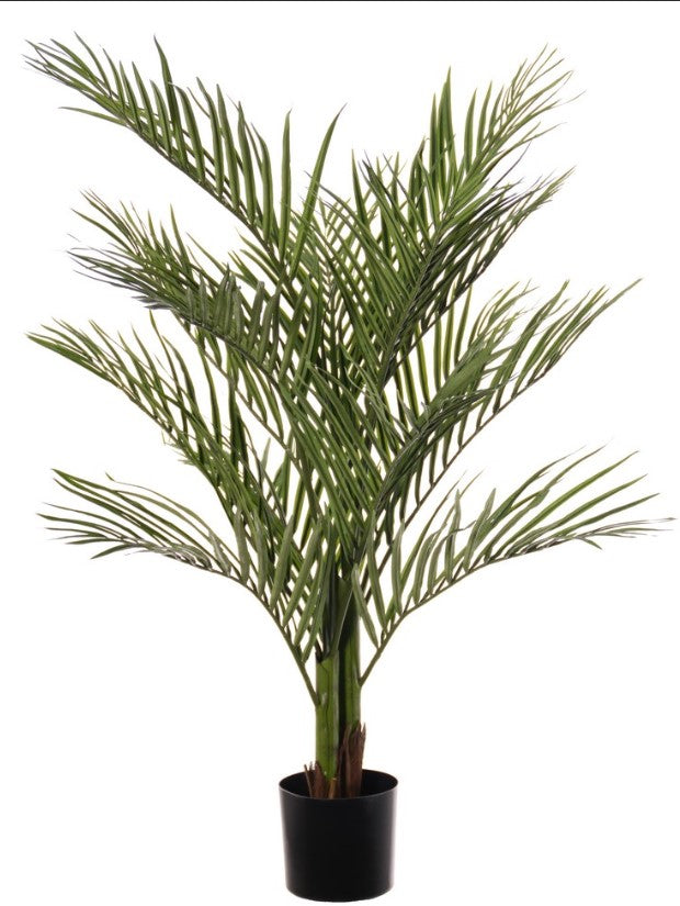 Kentiapalm (Howea forsteriana) met 9 stammen & 172 blad, Ø 120 cm, h. 130 cm