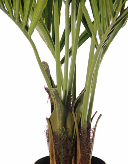 Kentiapalm (Howea forsteriana) met 9 stammen & 172 blad, Ø 120 cm, h. 130 cm