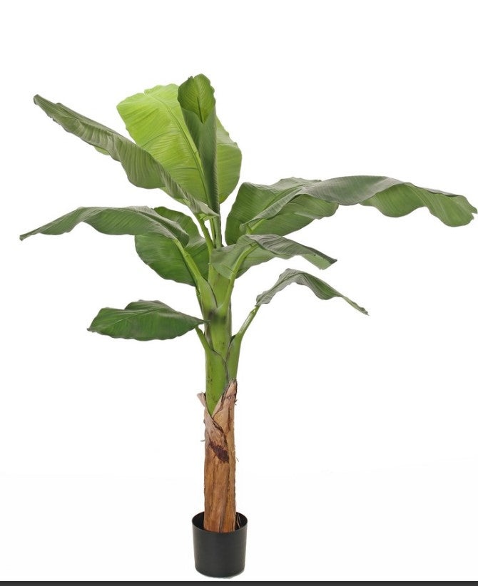 Bananenboom (Musa) 'Royal' met 10 polyester bladeren, in pot, H. 150 cm