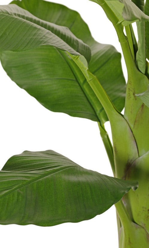 Bananenboom (Musa) 'Royal' met 10 polyester bladeren, in pot, H. 150 cm