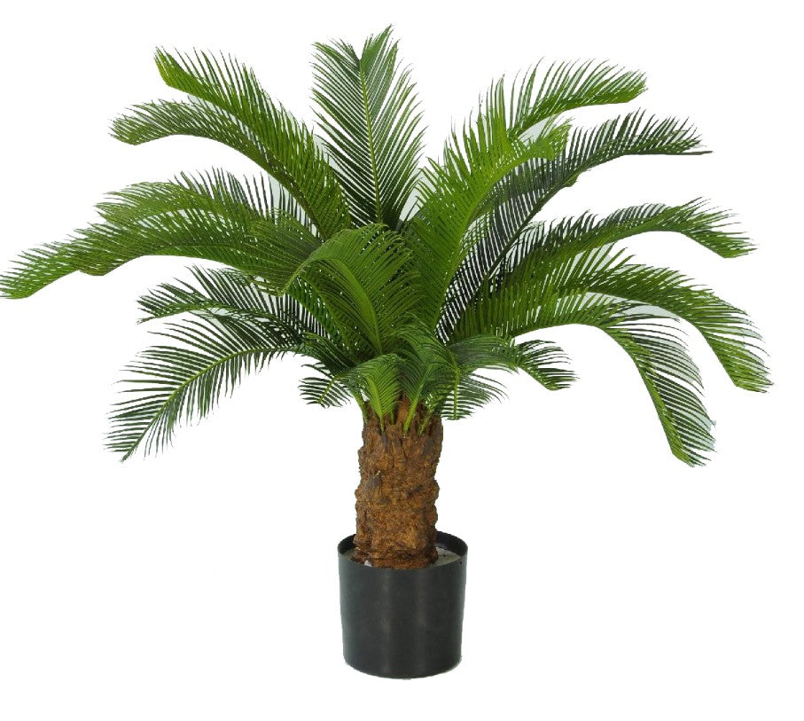 Cycas revoluta (Vredespalm) met 22 bladclusters, PU stam, H 80cm, in pot