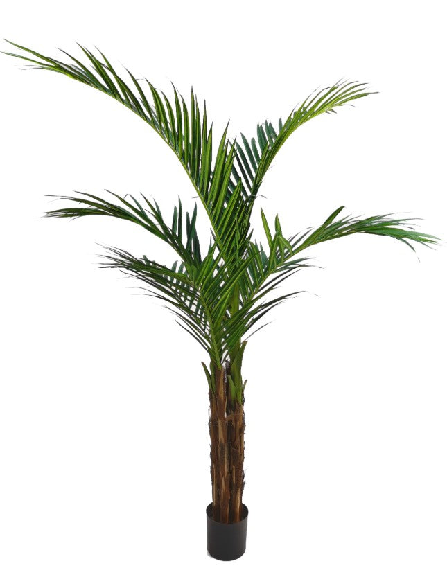 Majestypalm (Ravenea) met 6 palmtakken & 280 blad, hogere stam, h160 cm, in pot