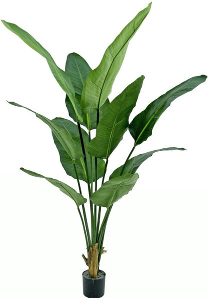 Strelitzia nicolai (witte paradijsvogelbloem) 'de luxe' in pot 190 cm hoog