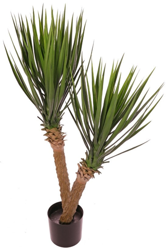 Yucca rostrata (Palmlelie) met 2 stammen, 2 bladtoeven & 125 bladeren, 100 cm, in pot