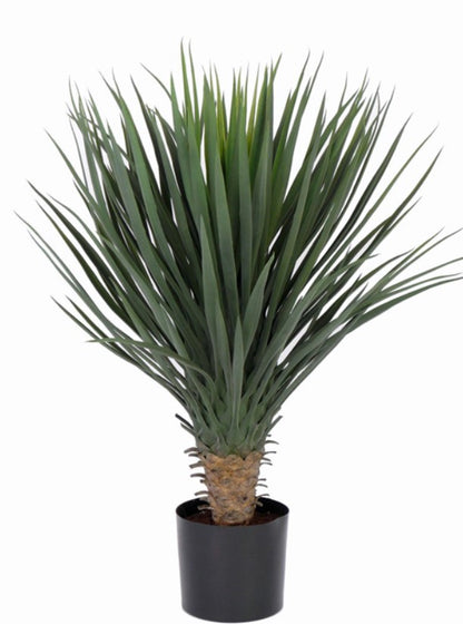 Yucca rostrata x146 in plc pot, 80cm Ø60cm