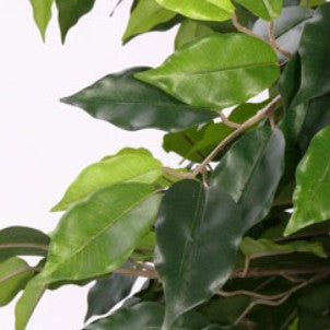 Ficus benjamini multitrunk 1.440 bladeren, 180 cm