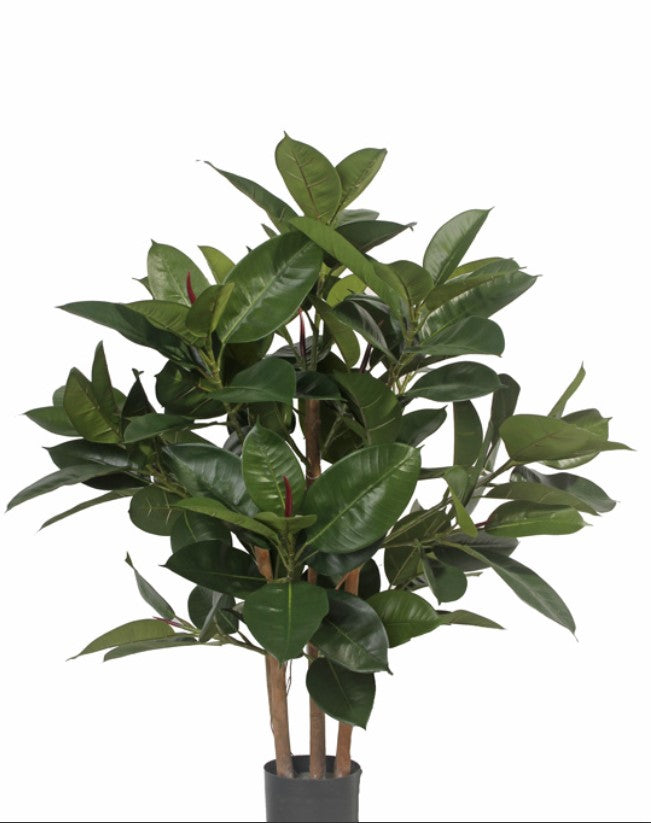 Ficus elastica "de luxe", 5 stammen, 135 bladeren, 18 knoppen, 80cm, Ø 70cm
