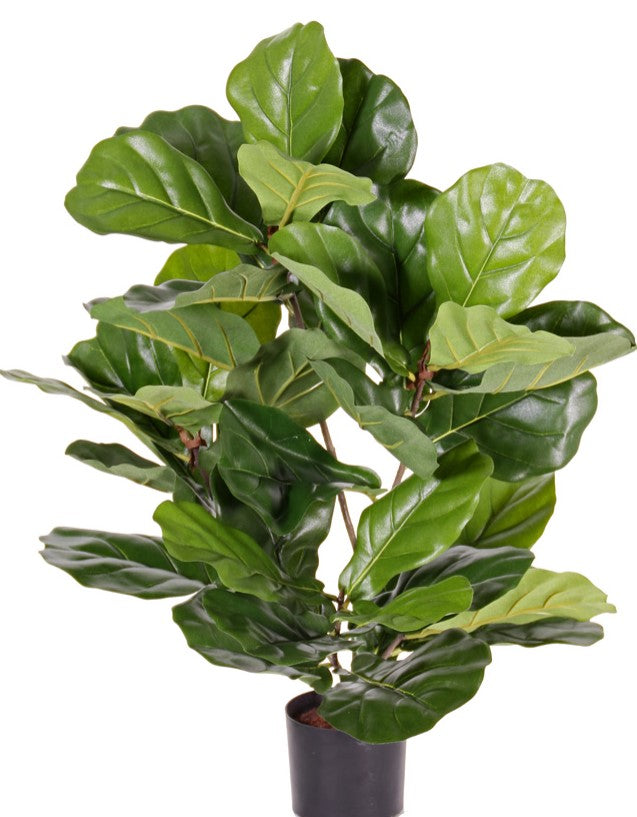 Ficus Lyrata (vioolbladplant) "de Luxe", 36 bladeren, 70 cm - UV-bestendig Ø 60cm