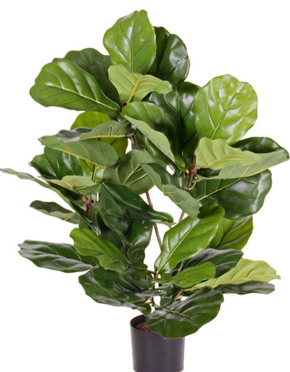 Ficus Lyrata (vioolbladplant) "de Luxe", 36 bladeren, 70 cm - UV-bestendig Ø 60cm
