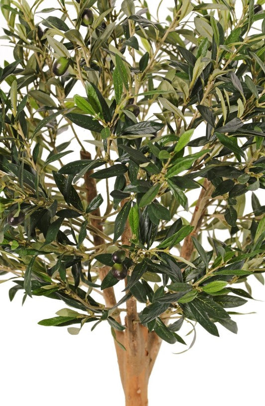 Olijfbolboom (Olea) met 1.248 blad & 30 olijven, echt houten stam, in pot, Ø 50 cm, hoogte: 85 cm