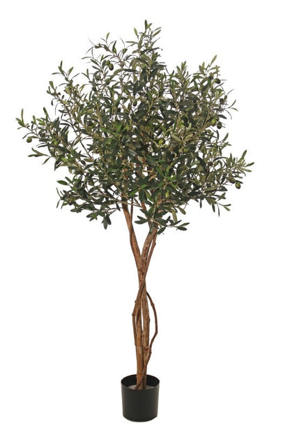 Olijfbolboom (Olea) met 2 houten stammen, 2 lianen, 2.142 bladeren & 60 olijven, Ø 80 cm, H. 165 cm, in pot