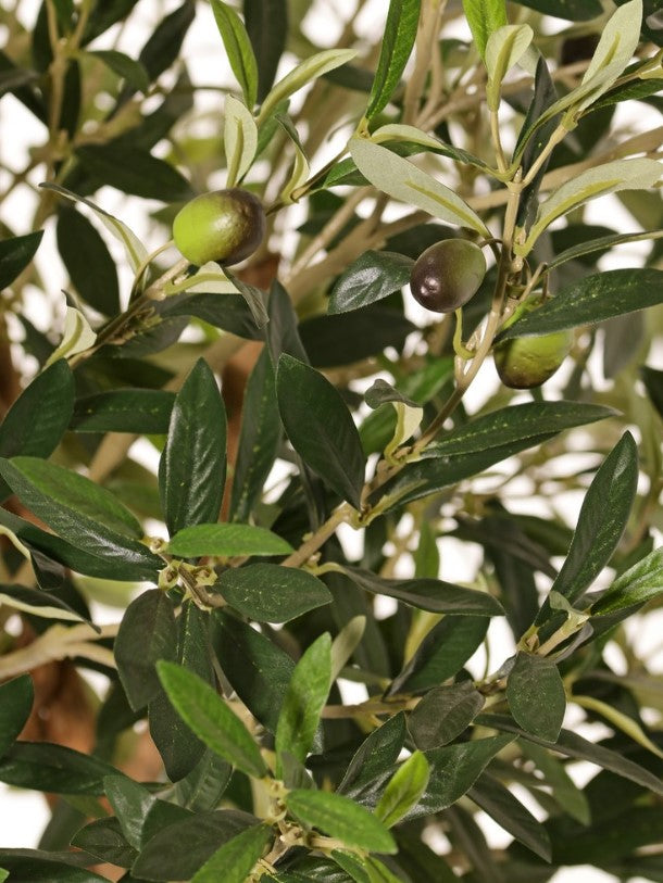 Olijfbolboom (Olea) met 2 houten stammen, 2 lianen, 2.142 bladeren & 60 olijven, Ø 80 cm, H. 165 cm, in pot