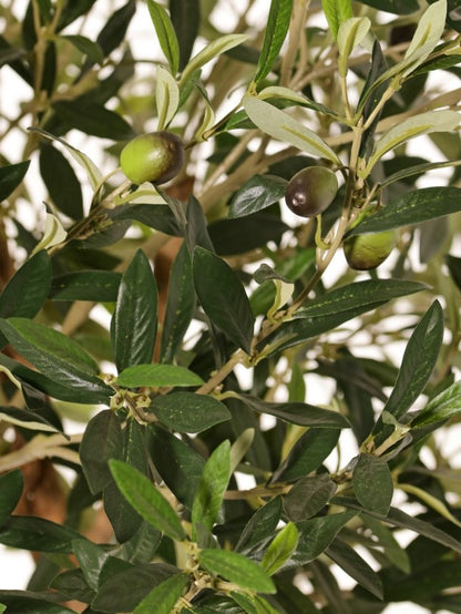 Olijfbolboom (Olea) met 2 houten stammen, 2 lianen, 2.142 bladeren & 60 olijven, Ø 80 cm, H. 165 cm, in pot