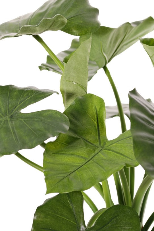 Alocasia calidora (Olifantsoor), met 14 blad, H. 60 cm, Ø 70 cm, in pot
