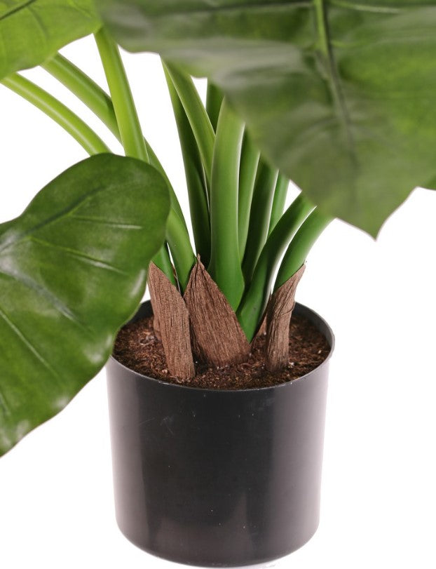 Alocasia calidora (Olifantsoor), met 14 blad, H. 60 cm, Ø 70 cm, in pot