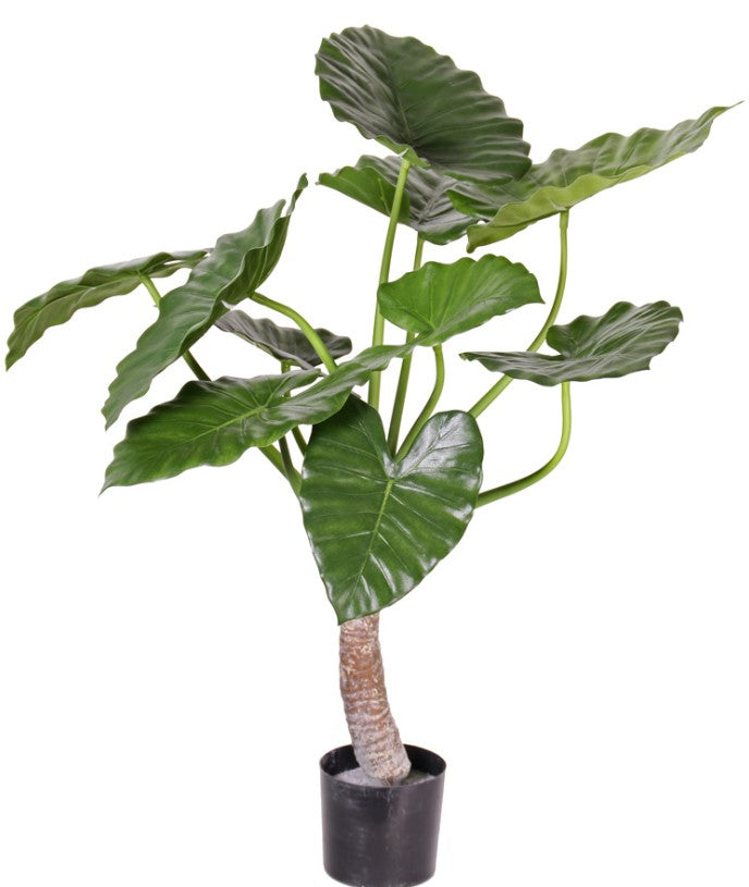 Alocasia calidora (Olifantsoor), met 14 blad, H. 80 cm, Ø 70 cm, in pot