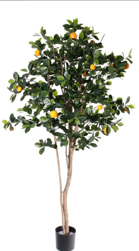 Mandarijnboom / Sinaasappel met 23 vruchten, 1.482 bladeren, Ø 75cm, 175cm
