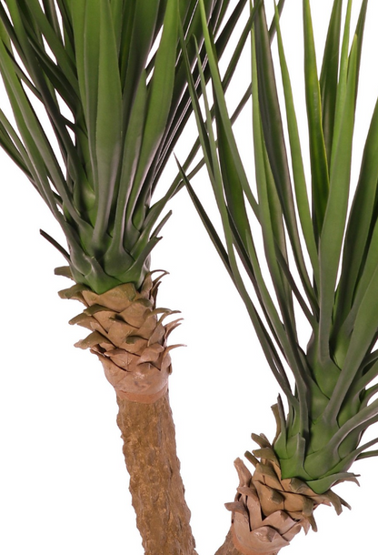 Yucca rostrata (Palmlelie) met 2 stammen, 2 bladtoeven & 125 bladeren, 100 cm, in pot