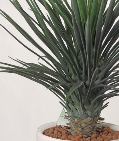 Yucca rostrata x146 in plc pot, 80cm Ø60cm