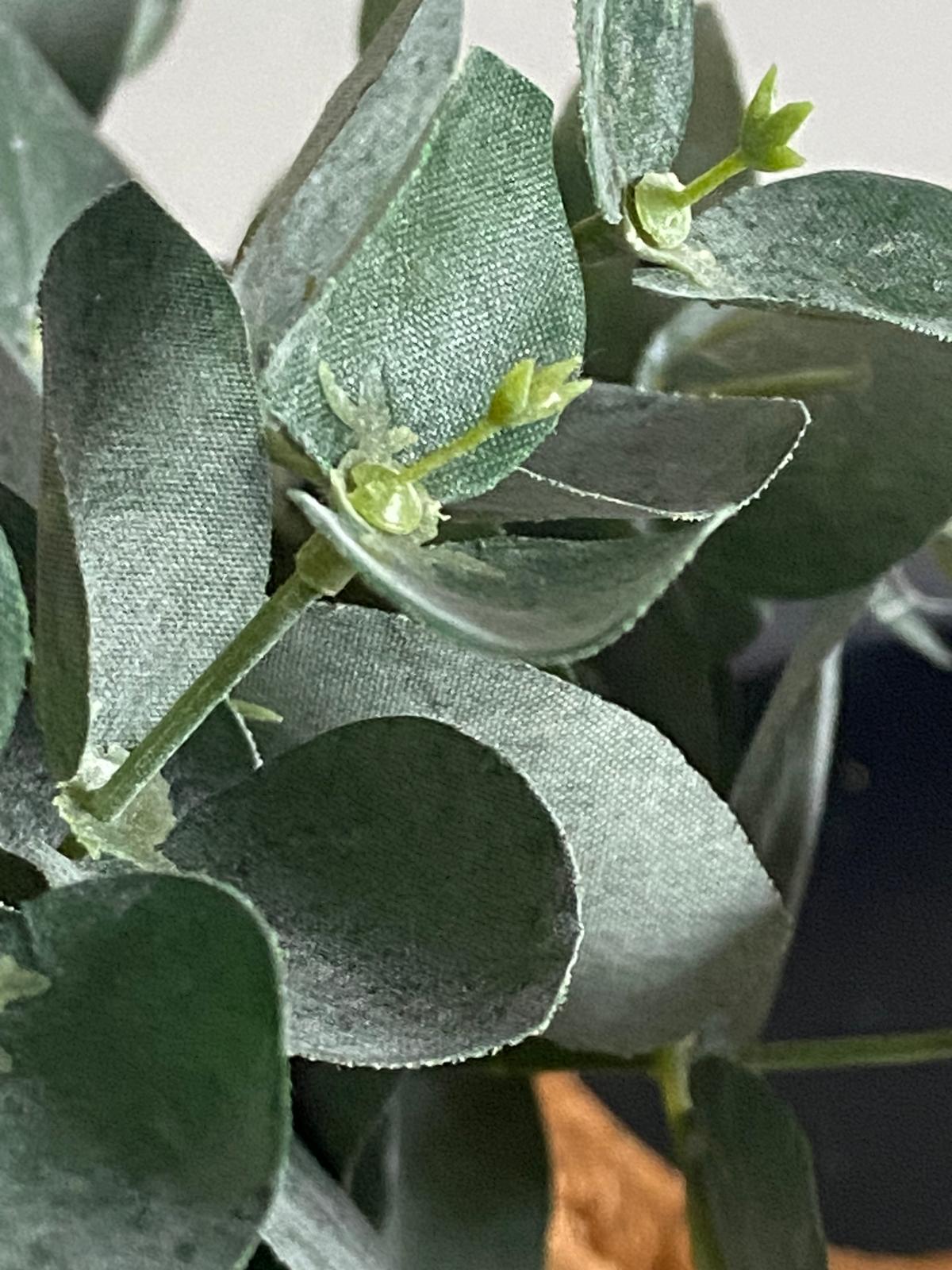 Eucalytus 28 cm