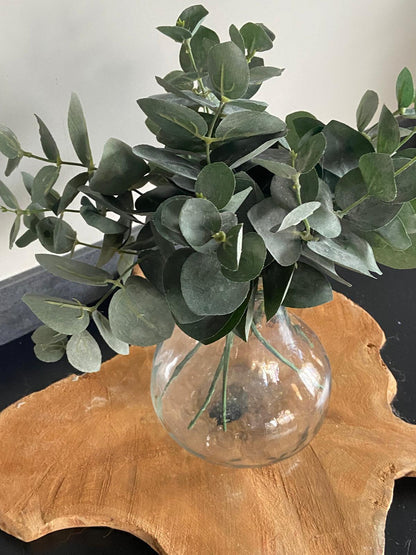 Eucalytus 28 cm
