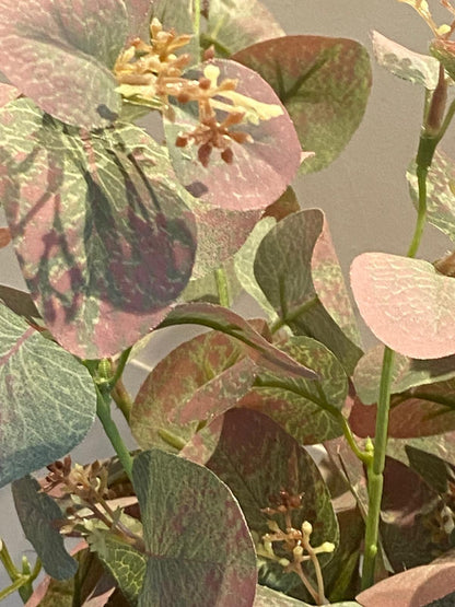 Eucalyptus 70 cm