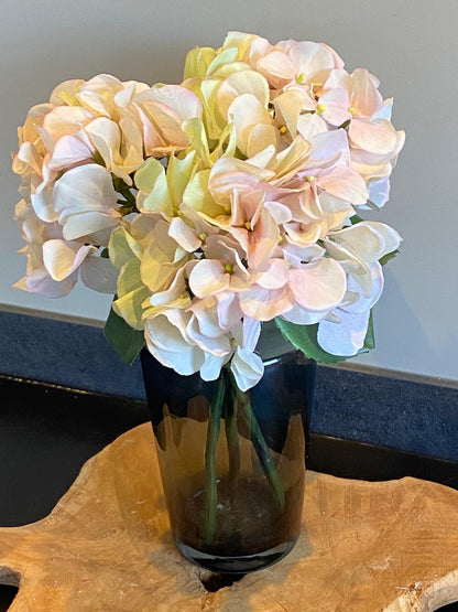 Hortensia  Sensitive 30 cm