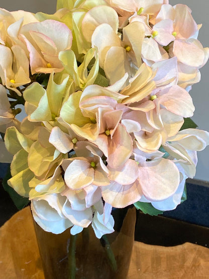 Hortensia  Sensitive 30 cm