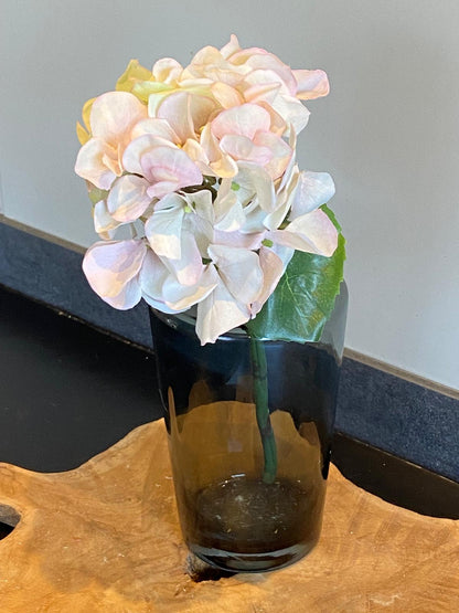 Hortensia  Sensitive 30 cm