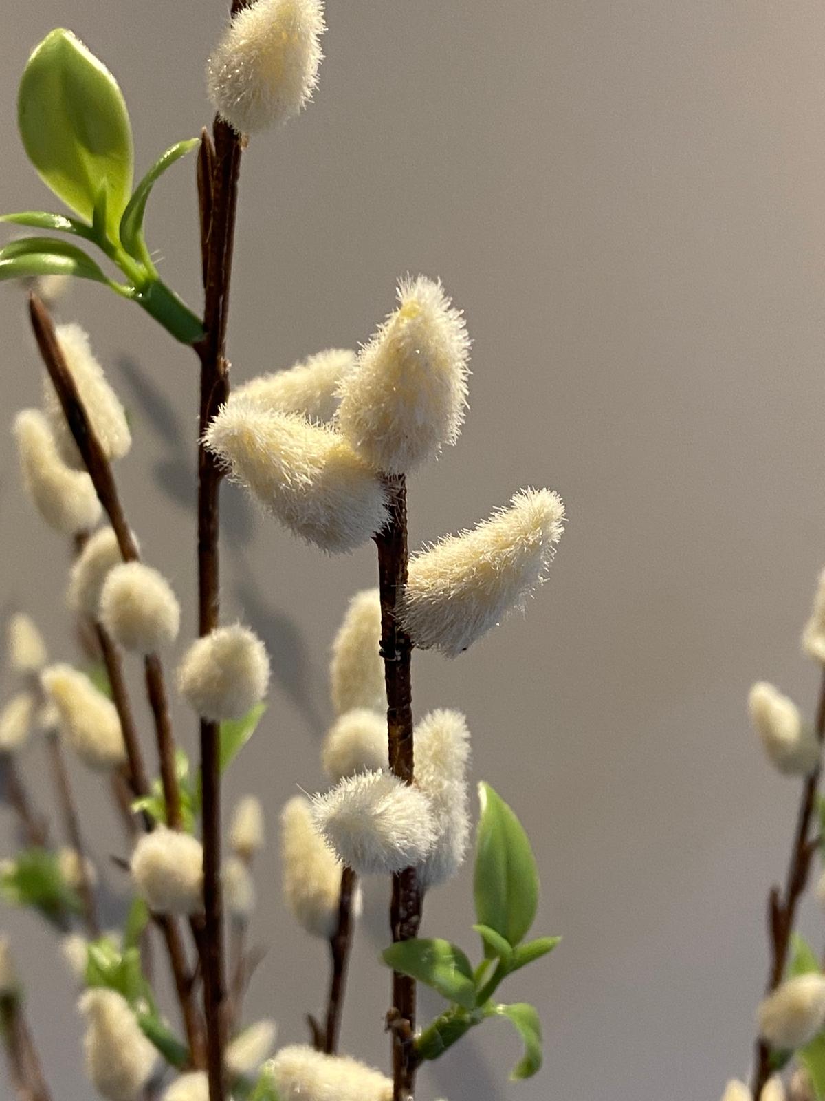 Zijden Katjes Tak 105 cm
