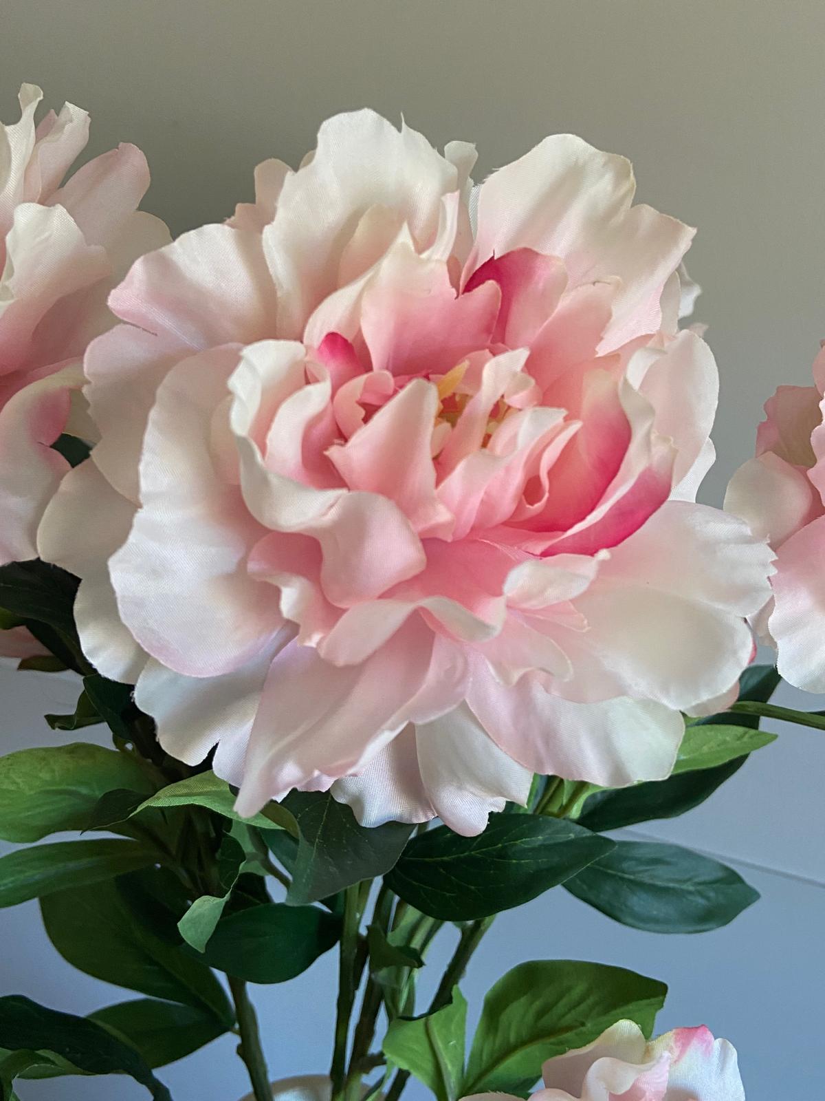 Pioenroos Paeonia   1 knop en  2 bloemen 73 cm