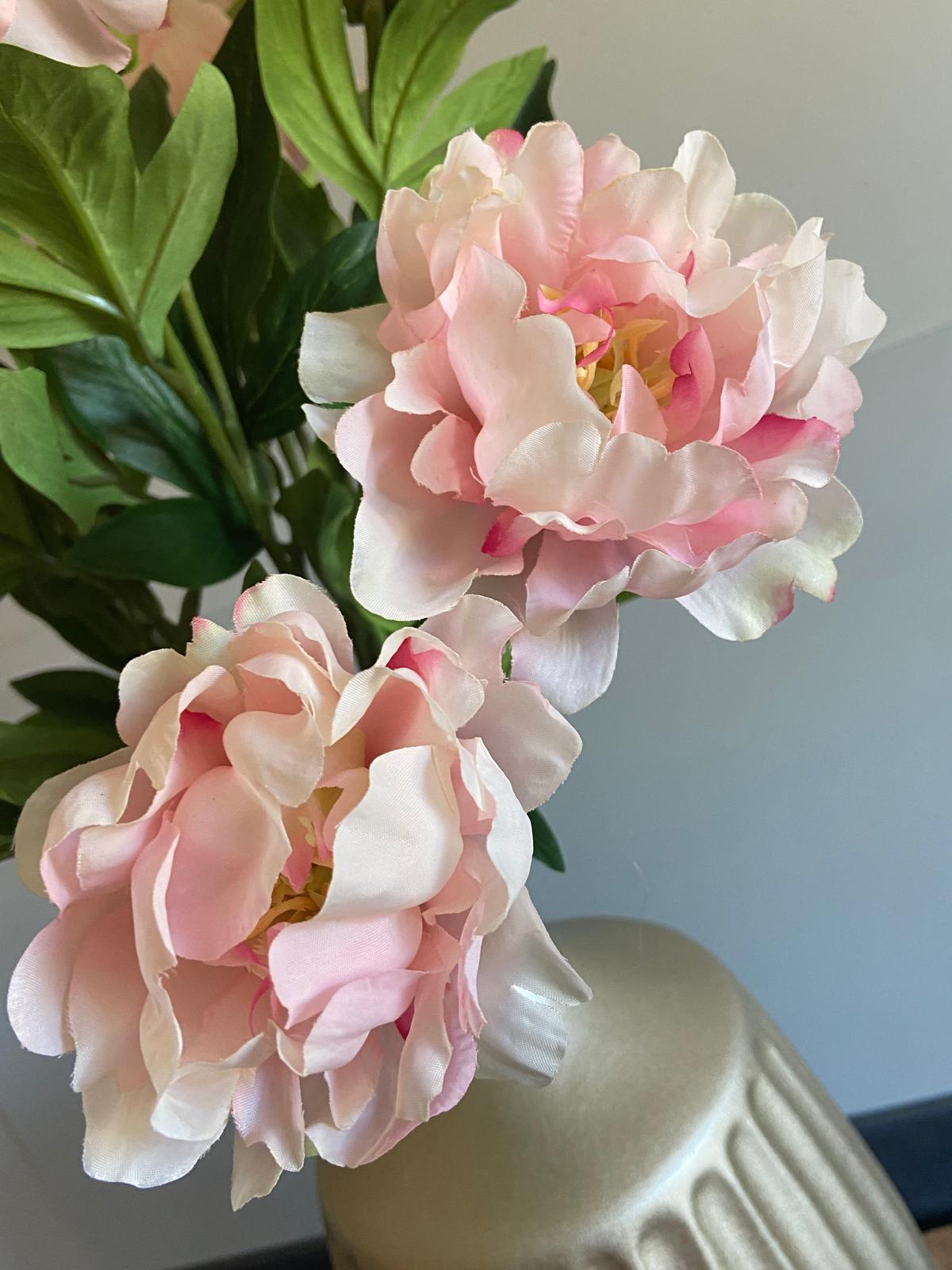 Pioenroos Paeonia   1 knop en  2 bloemen 73 cm