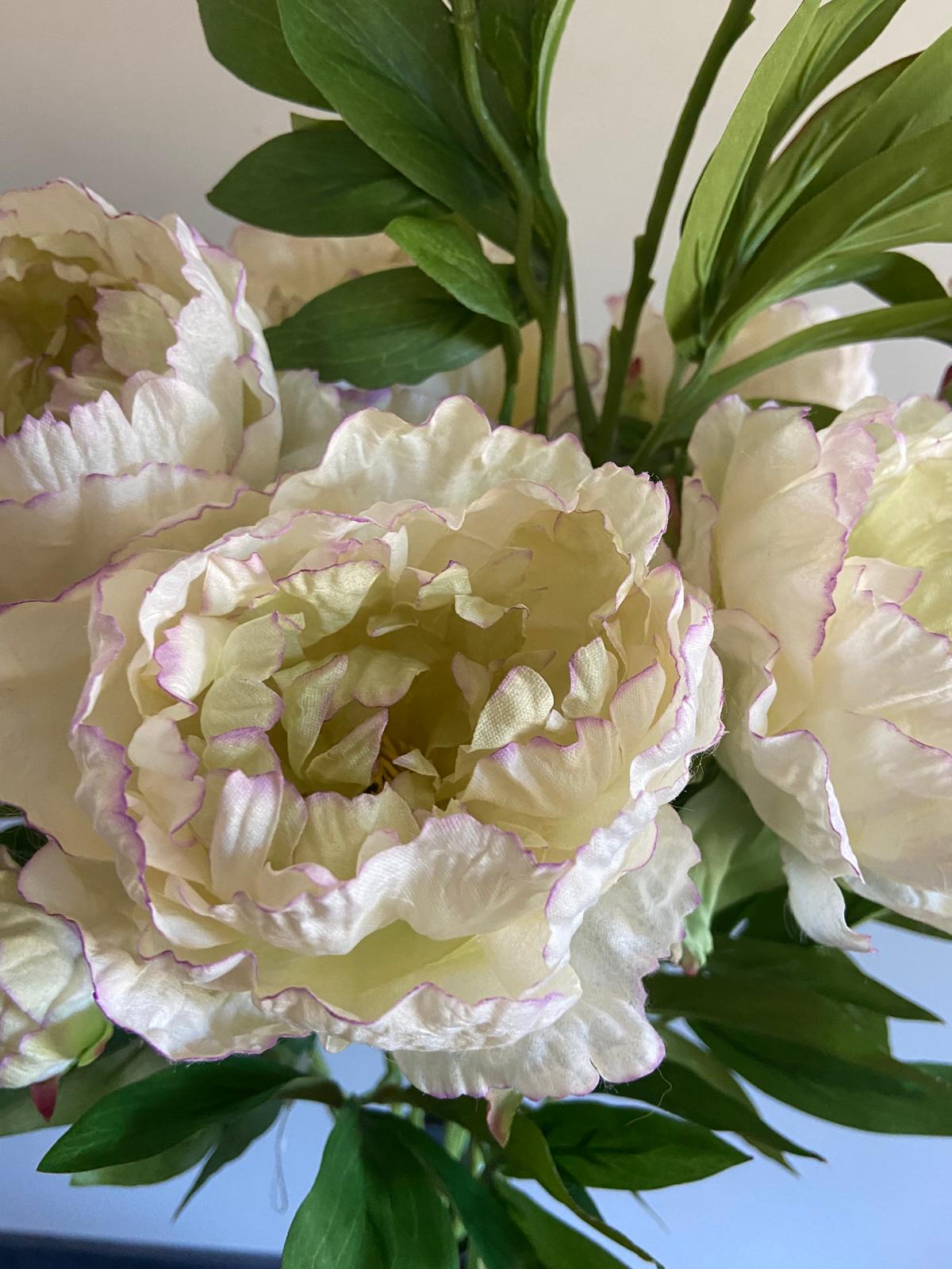 Pioenroos Beauty   1 bloem en    1 knop 73 cm