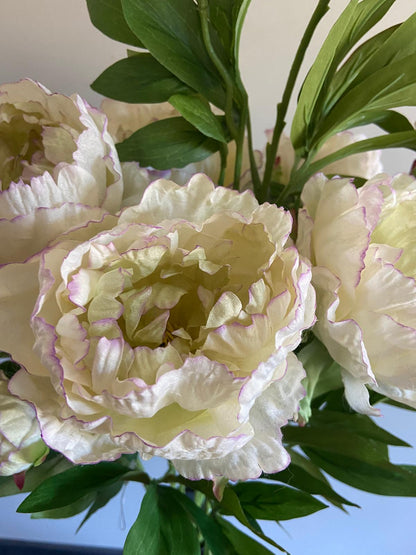 Pioenroos Beauty   1 bloem en    1 knop 73 cm