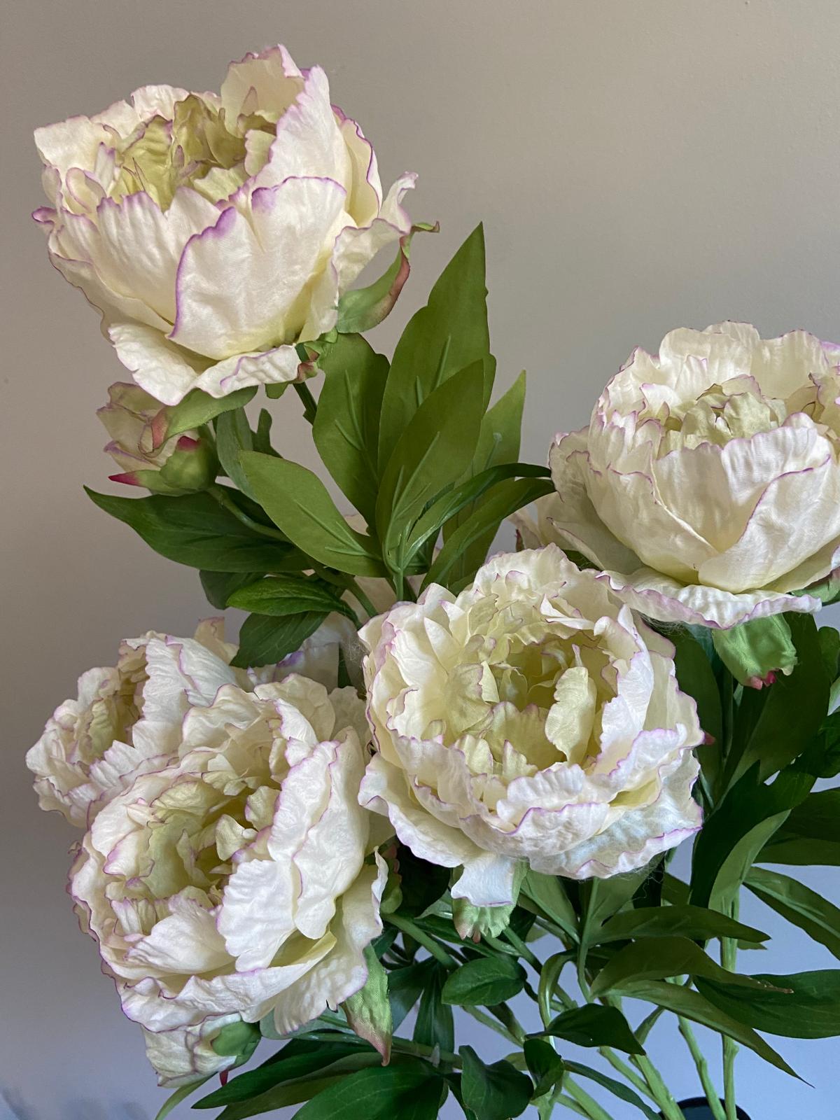 Pioenroos Beauty   1 bloem en    1 knop 73 cm
